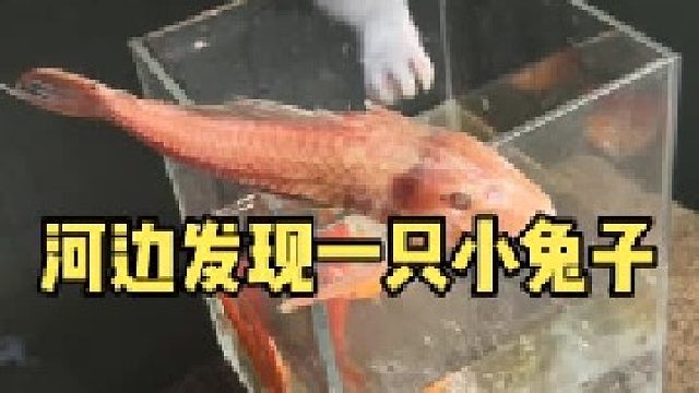 河边发现一只小兔子