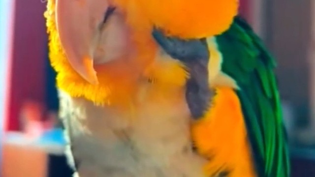 海月配音秦时雪女（玄机步）