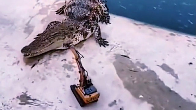 鳄鱼：劳资越想越气