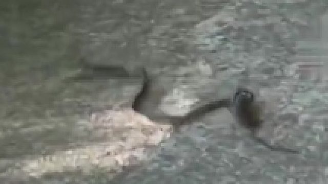 母爱不分物种！