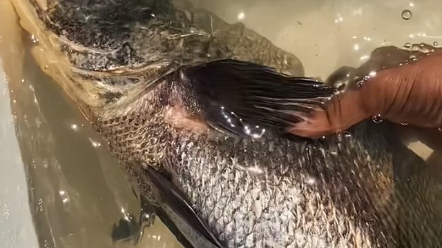 出海捕鱼捕获好鱼