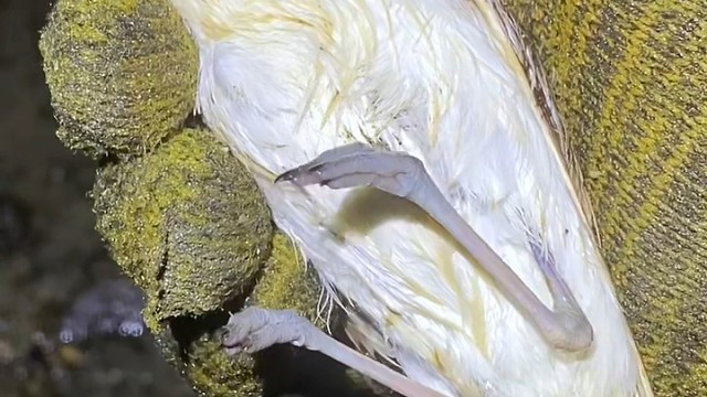 赶海捡到一只鸟