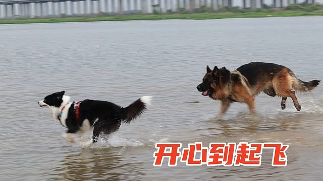狗子想要下水玩，在河边疯狂试探，下水后开心得溢出屏幕
