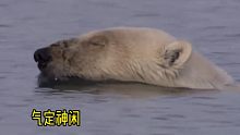 你没法想象，水面上气定神闲优雅稳重的北极熊，水面下是什么样的