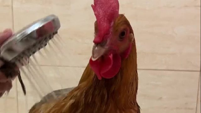 在辣子鸡和黄焖鸡之间选择了养鸡