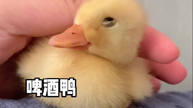 想给我家这两只鸭子找个班上