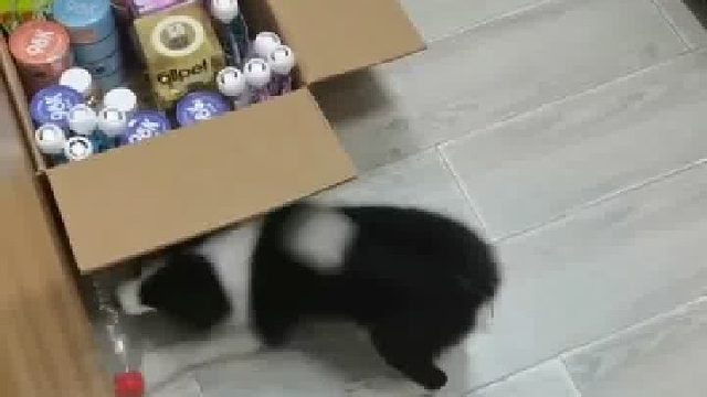 我妈今天给我花钱了！你妈给你花钱了吗？#笨蛋小狗#狗狗#边牧