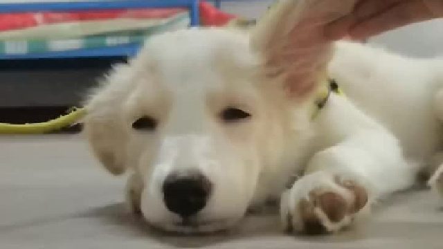 想那么多干嘛，好好生活，日子过着过着就会有答案#萌宠出道计划#狗狗#边牧