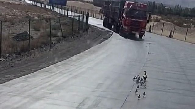 鸭妈妈带着孩子过马路，慌乱中直接飞走了