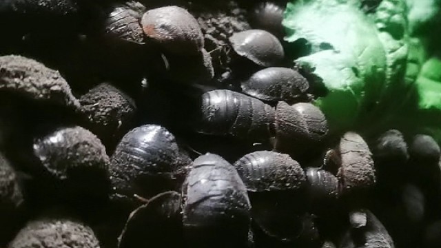 长春土鳖虫养殖