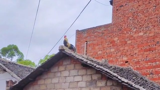 唱高音上不去，站屋顶试试