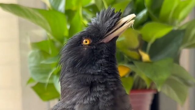 八哥背诵古诗词，不料却忘词自己改编，这智商水平咋样