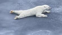 面对越变越薄的冰面，北极熊也学会了一些新的物理知识……