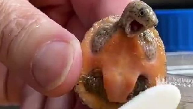 哎呀好痒，快住手！快住手！