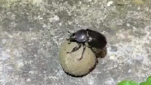 当你把屎壳郎的球捏成正方形会发生什么