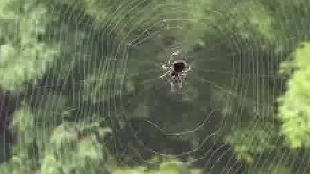 第一次看蜘蛛织网