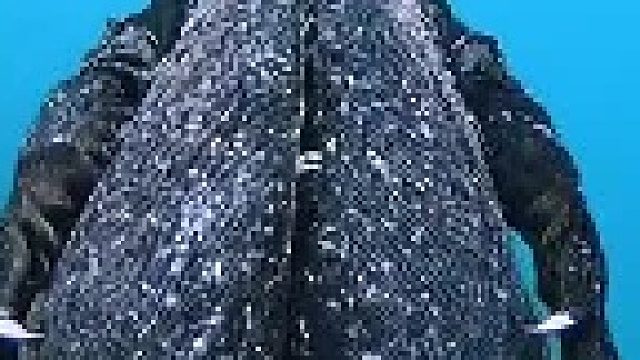 哥斯拉的原型——海鬣蜥，世界上唯一一种能在海中游泳的蜥蜴…