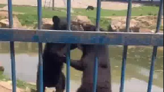 黑熊打架好笑程度0.0000001，劝架好笑程度10000000000