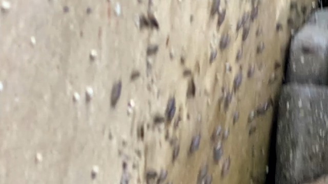 你们见过海蟑螂吗