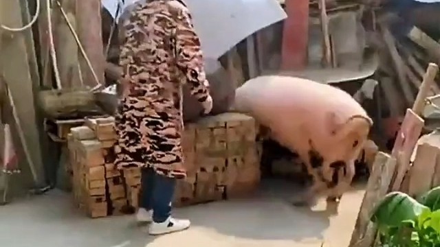 二师兄大闹高老庄[嘻嘻]