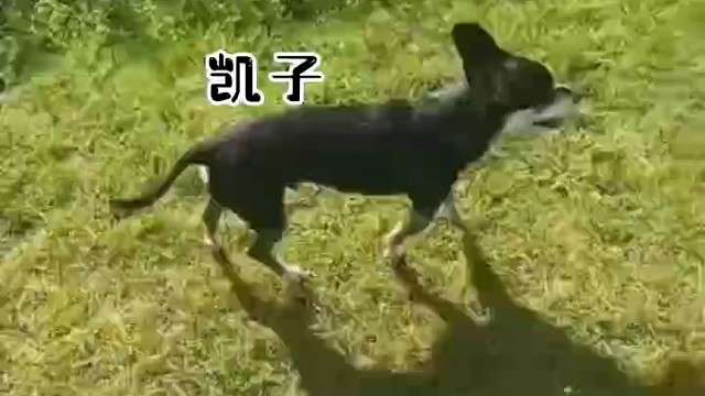 麋鹿老板我谢谢你做的视频哈