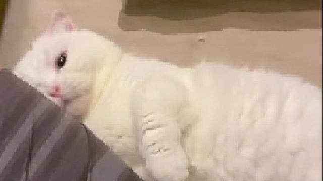 不知道该怎么形容这只小妖精