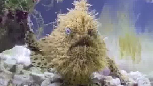 好像被一只鱼骂了，鱼可以长得这么潦草