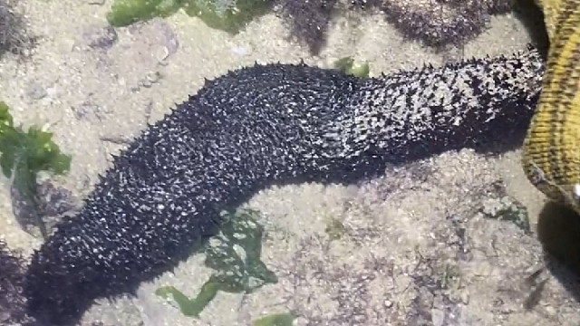 你们吃过土肉吗