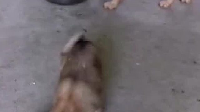 像极了我对我群员的关爱。