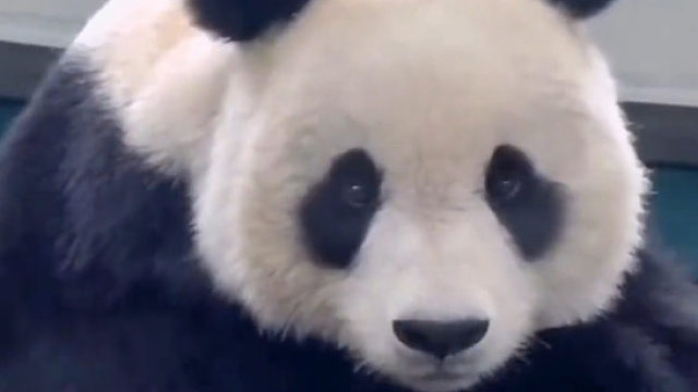 这给奶爸急的，哪有熊猫不喝盆盆奶的？