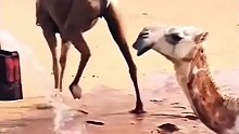 看到这么多水，骆驼开心到跳舞