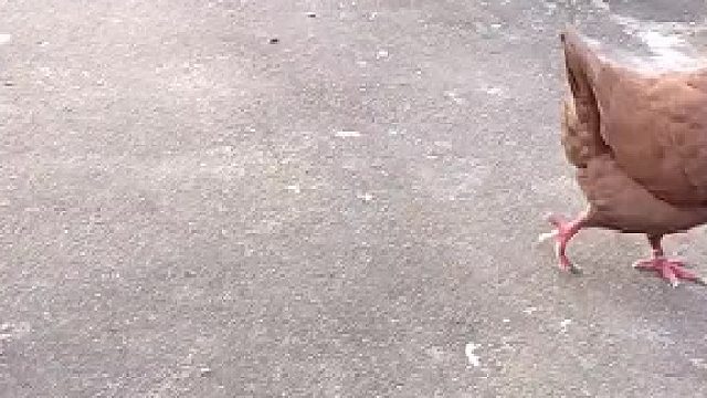 这是什么品种？