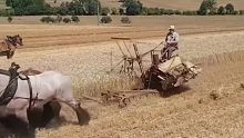 马拉半自动小麦收割机！