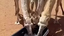 沙漠里是这样给骆驼喝水的