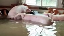 台风暴雨致住户一楼被水淹，竟冲来8只肥猪游进家里