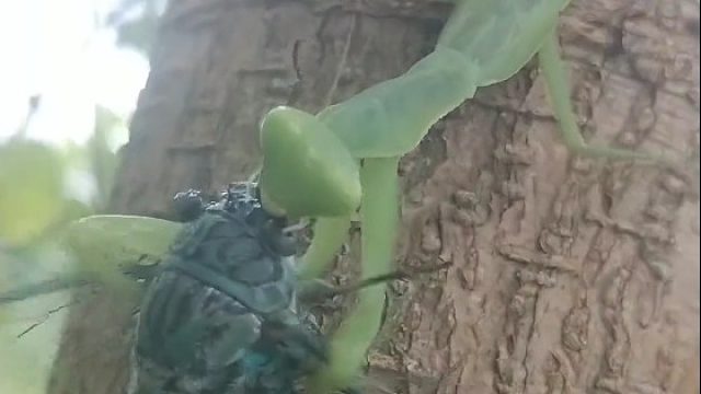 爷爷说螳螂捕蝉，爷爷果然没骗我，今天让我亲眼目睹了