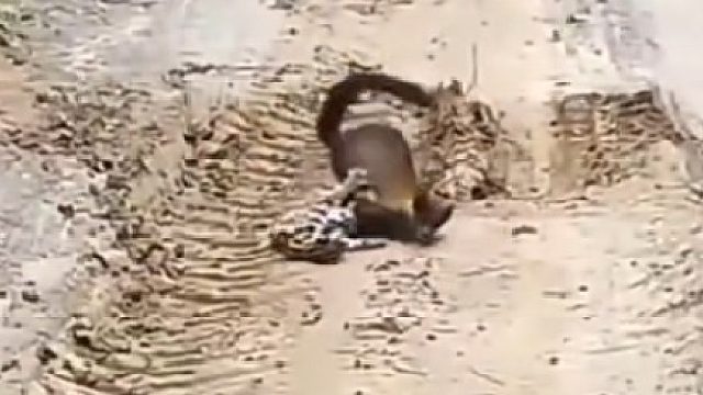 黄喉貂太凶悍了，南方豹猫面对这家伙根本没有还手的能力