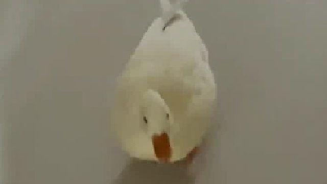 .养鸭人获得一次遛狗体验