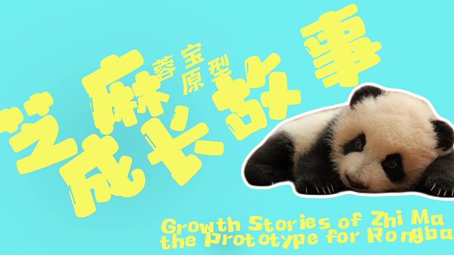 “蓉宝”原型—大熊猫“芝麻”的成长故事