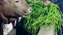 牛儿吃饭“掀桌子”，大哥一着急动手了