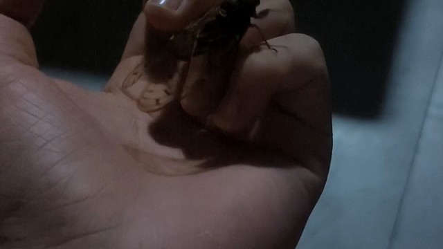 抓住了一只蝉，我以为抓住了一整个夏天