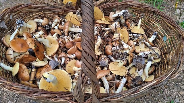 早起上山捡蘑菇