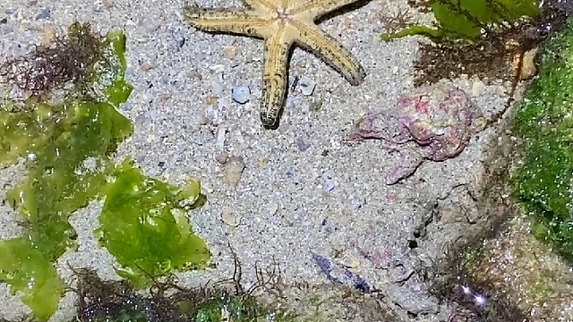 你们知道派大星是怎么翻身的吗