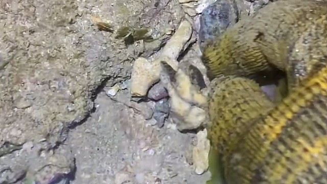 你们见过海燕吗