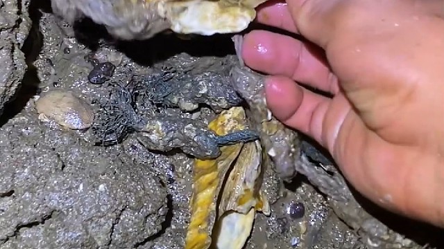 海边现捡现吃，真的太香了