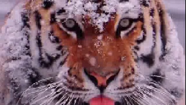 这东西滑铲真的有用吗？