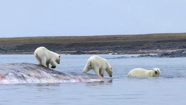 北极熊发现一头巨大的鲸鱼尸体，但他不知道这头鲸鱼随时会产生鲸爆