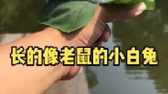 长得像老鼠的小白兔