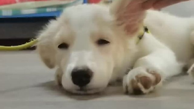 想那么多干嘛，好好生活，日子过着过着就会有答案#萌宠出道计划#狗狗#边牧