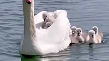 天鹅妈妈为小天鹅护航，这场面太温馨了……